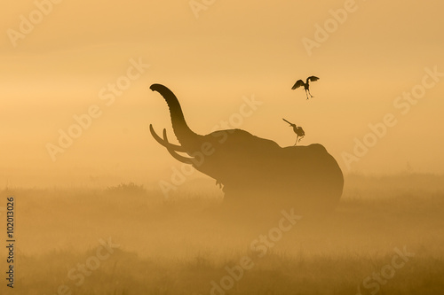 African Elephant in the morning mist at sunrise in Amboseli, Kenya