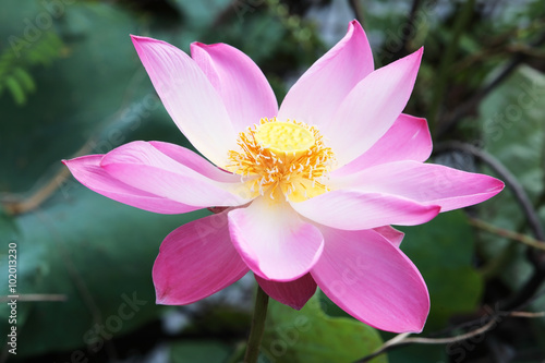 Bloomong lotus flower.