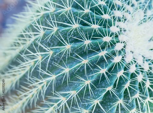 Macro cactus in botanic garden.