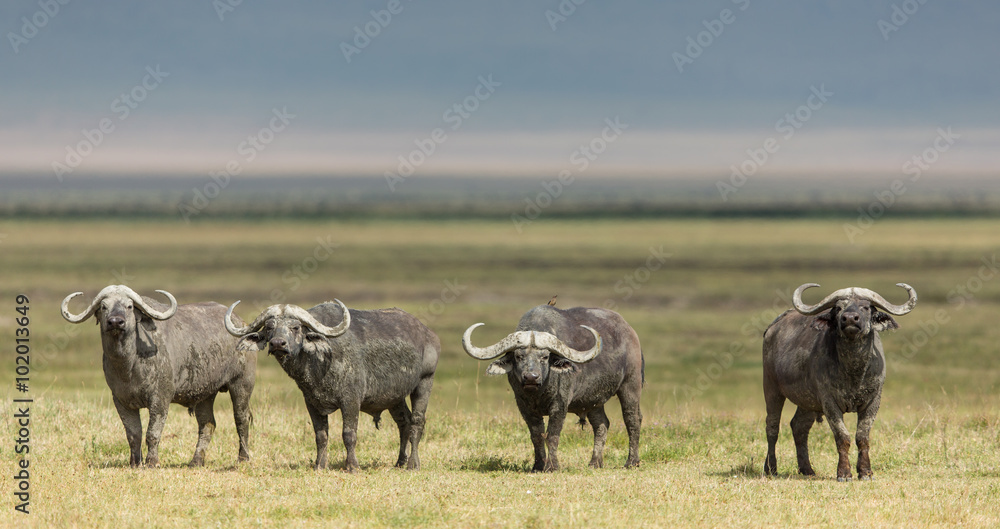 Four Cape Buffalo Bulls in the Ngorongoro Crater, Tanzania