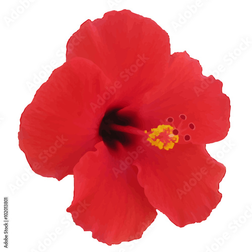 Red hibiscus flower. Vector illustration. Tropical plant.