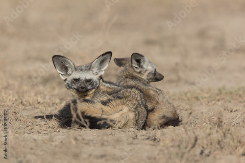 Bat Eared Foxes in the Serengeti, Tanzania photo