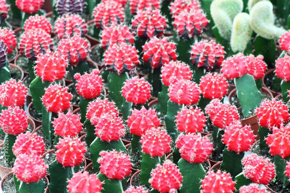 colorful cactus. colorful cactus.