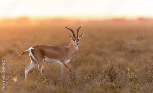 Adult Male Grant's Gazelle in the Serengeti, Tanzania photo