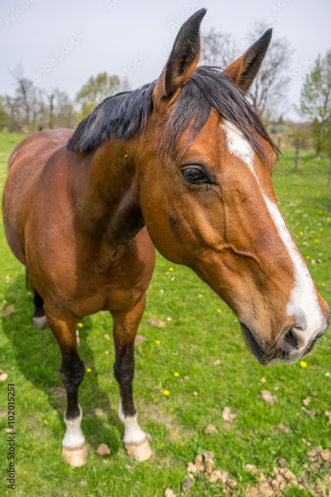 Waiting Horse Waiting Horse