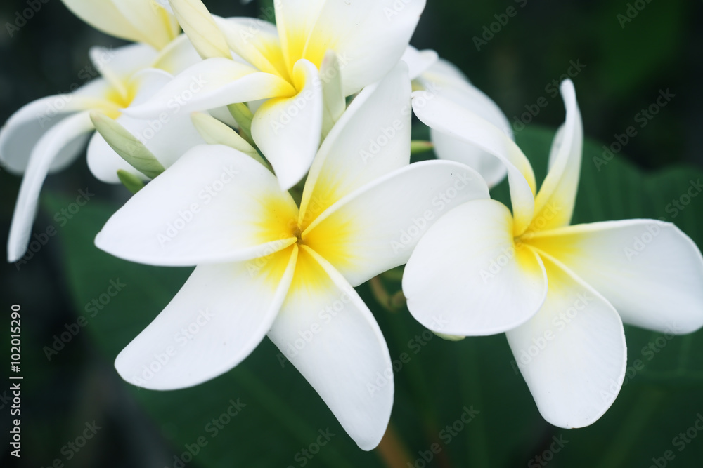 white-yellow frangipani flower.