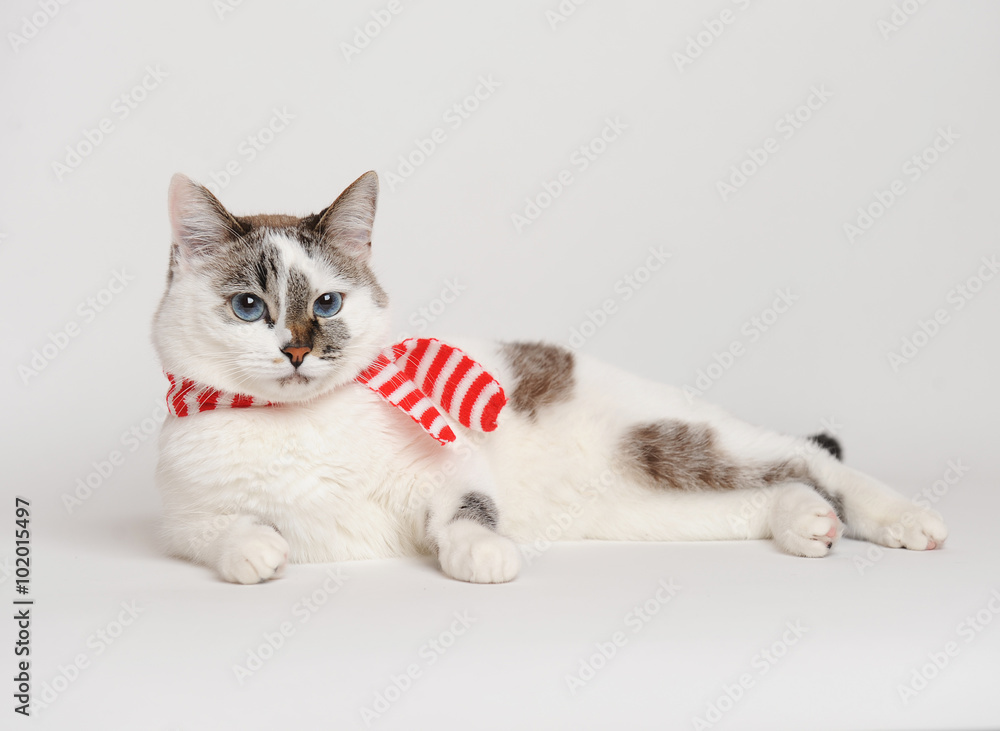 Blue-eyed cat in a red and white striped scarf Blue-eyed cat in a red and white striped scarf