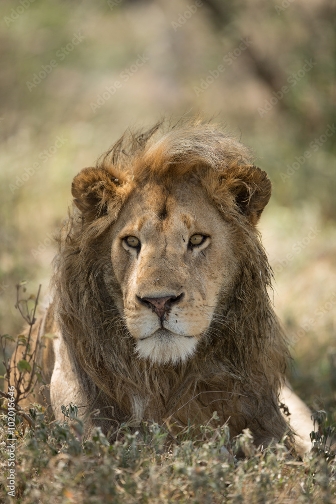 Male African Lion Portrait, Ndutu, Serengeti, Tanzania Male African Lion Portrait, Ndutu, Serengeti, Tanzania
