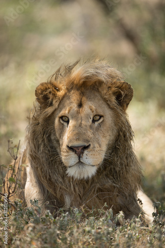Male African Lion Portrait  Ndutu  Serengeti  Tanzania
