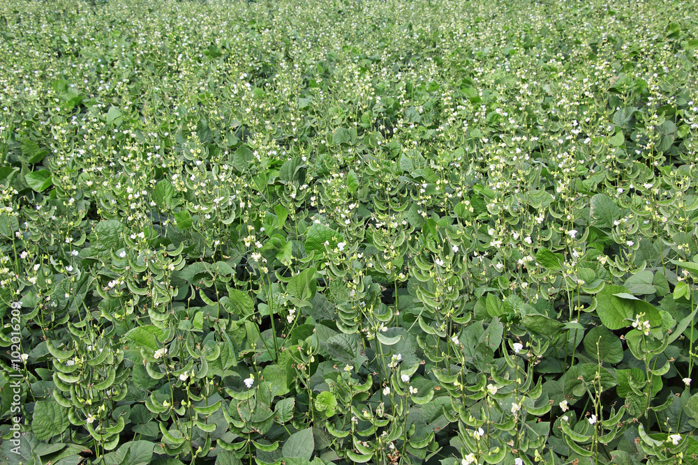 Broad beans are among the most ancient in cultivation and easiest to grow. They are rich in proteins and fibers. Also grown as cover crop to prevent erosion. Broad beans are among the most ancient in cultivation and easiest to grow. They are rich in proteins and fibers. Also grown as cover crop to prevent erosion.