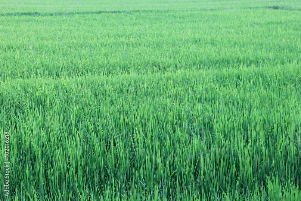 Green rice field landscape background Green rice field landscape background
