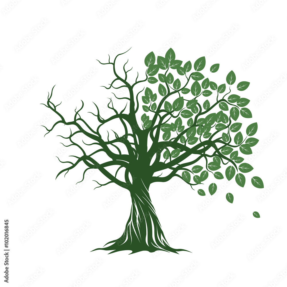 Fototapeta premium Old Tree with Green Leafs, Roots and Red Apples. Vector Illustration