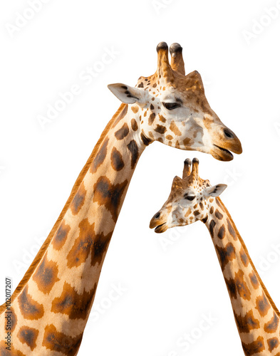 Giraffes isolated on white background
