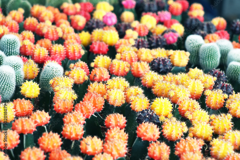 Colorful cactus.