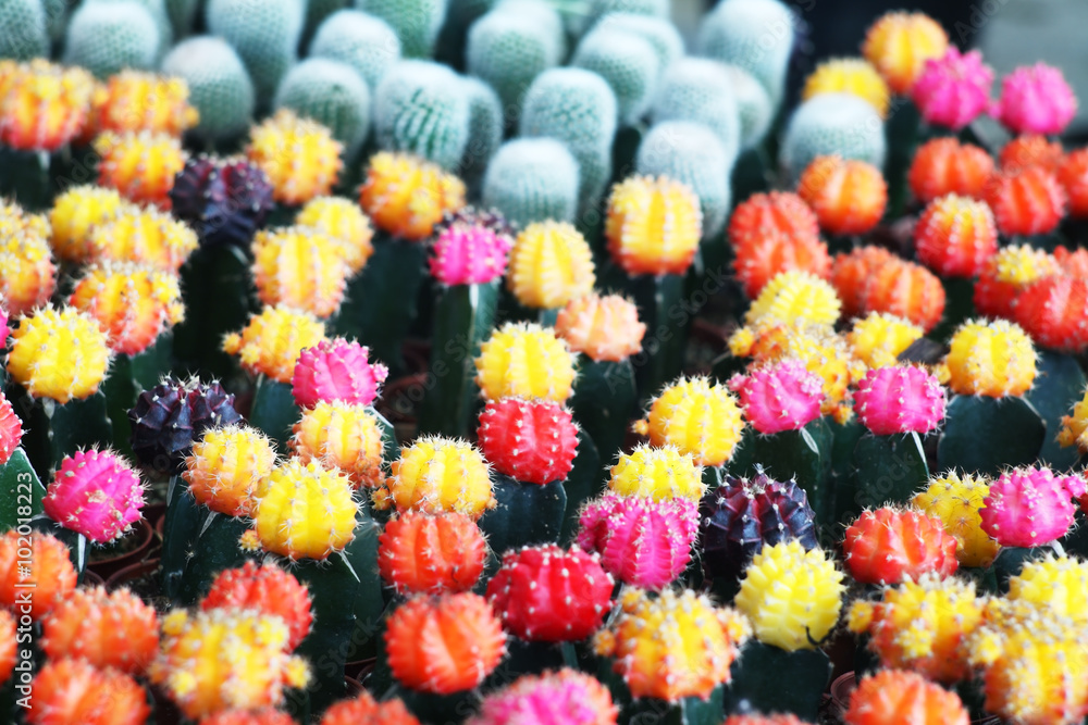 Colorful cactus.