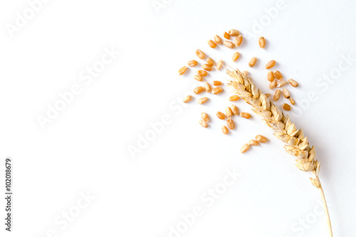 Golden ripe wheat on white background