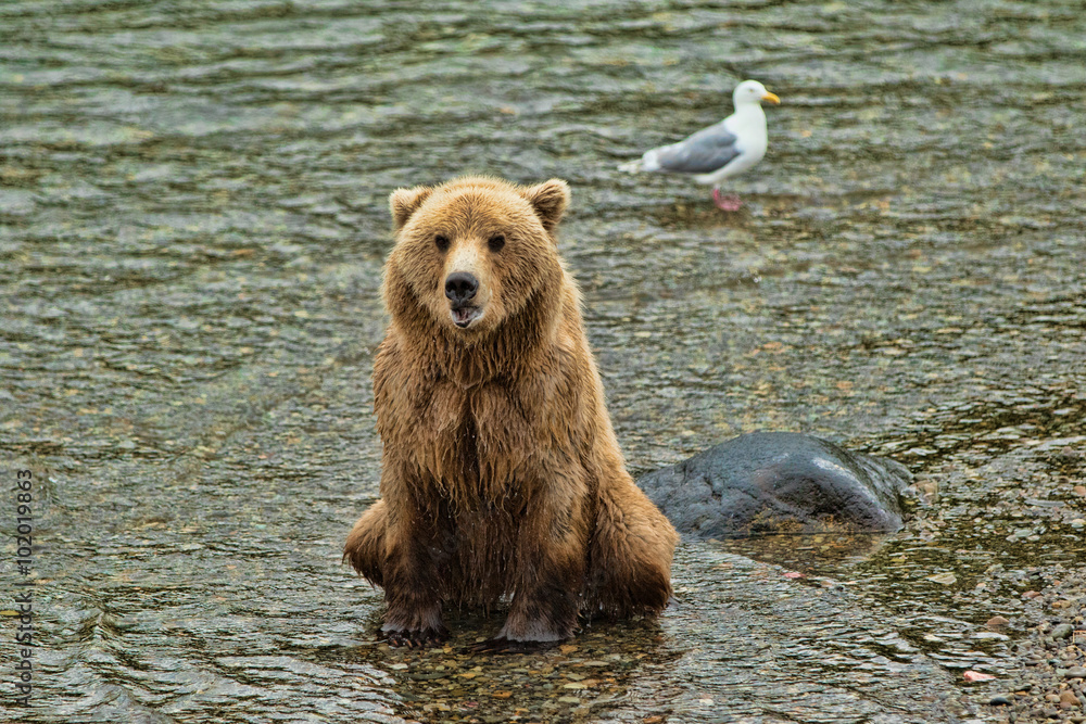 Fototapeta premium Grizzly Bear Katmai National Park