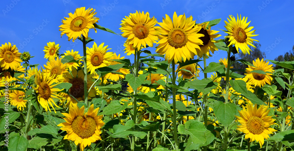 sunflowers: color of summer :) sunflowers: color of summer :)
