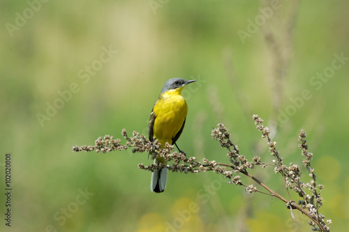 Perching male Yellow Wagtail in summer yellow meadow