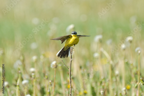 Perching male Yellow Wagtail at dandelion meadow