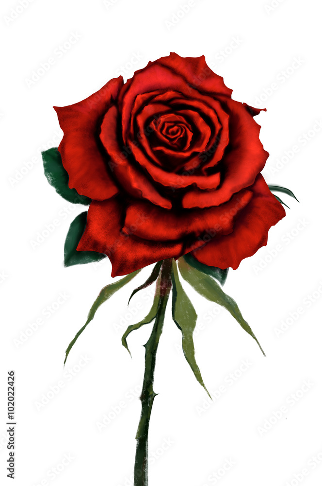 Red rose flower original digital painting Stock-illustrasjon | Adobe Stock