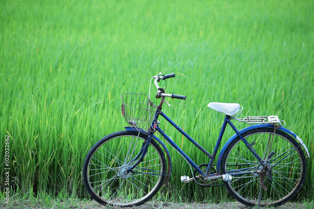 old bicycle in paddy field.