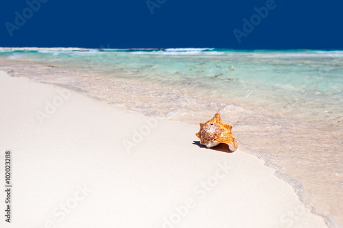 Sea shell on beach, close up