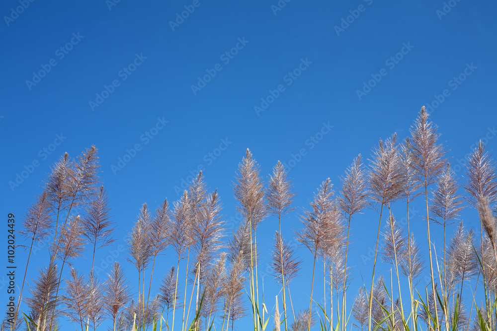 sugar cane flower against blue sky. sugar cane flower against blue sky.