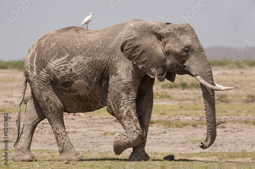 Bull Elephant in Amboseli  Kenya