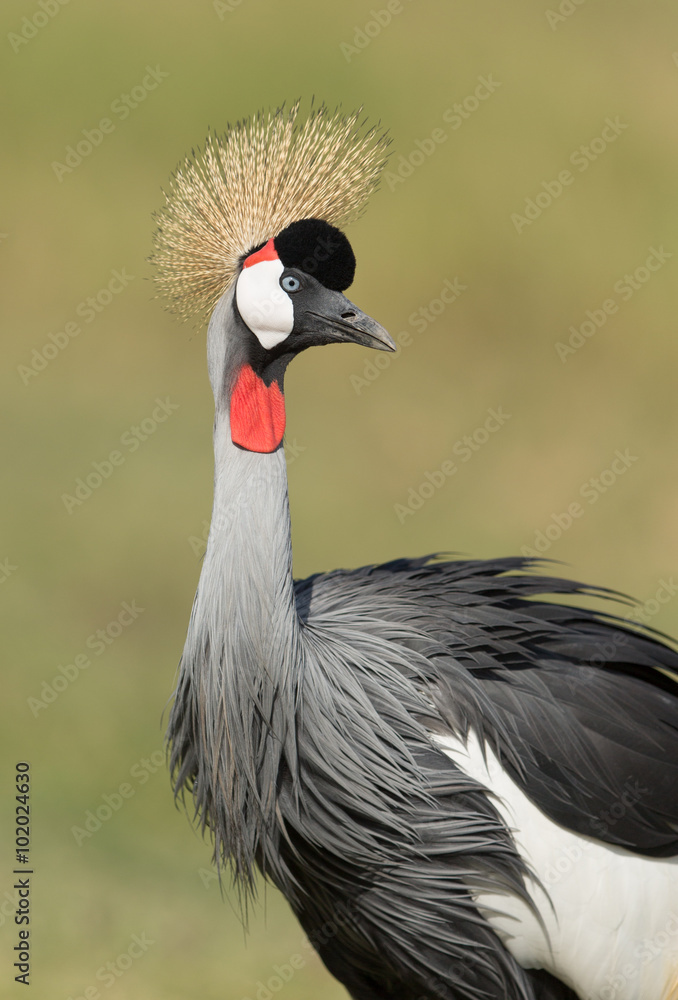 Fototapeta premium Grey Crowned Crane in Amboseli, Kenya