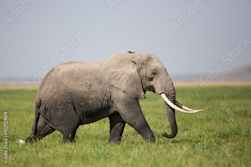 A Bull Elephant in Amboseli, Kenya