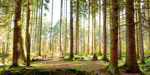 Wald Panorama in Morgensonne