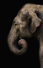 Papier peint photo Éléphant Éléphant d'Afrique en pleine lumière  © brunogm