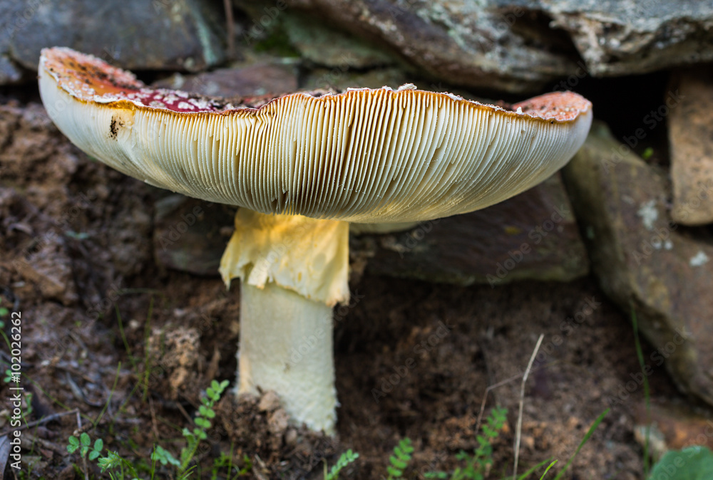 Fototapeta premium Amanita muscaria
