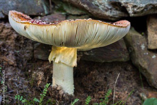 Amanita muscaria