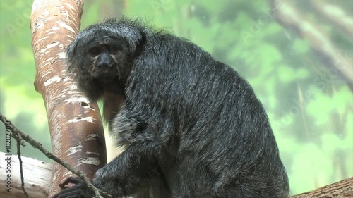 Small Monkey Perched in a Tree