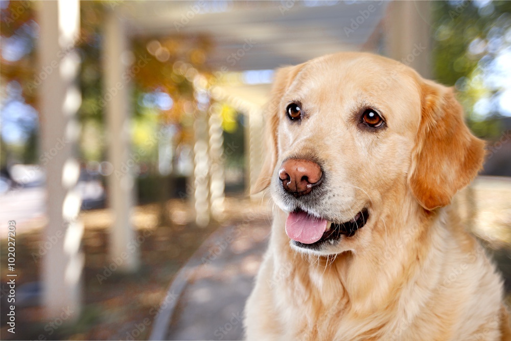 Dog. Dog.