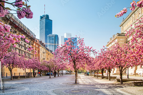 Kirschbaumblüte in Frankfurt, Deutschland photo