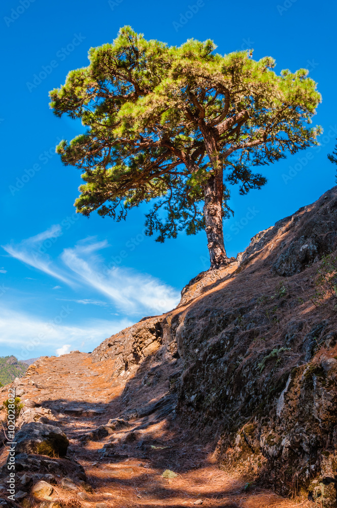 Wanderweg mit Kanarischer Kiefer (Pinus canariensis); La Palma; Spanien Wanderweg mit Kanarischer Kiefer (Pinus canariensis); La Palma; Spanien