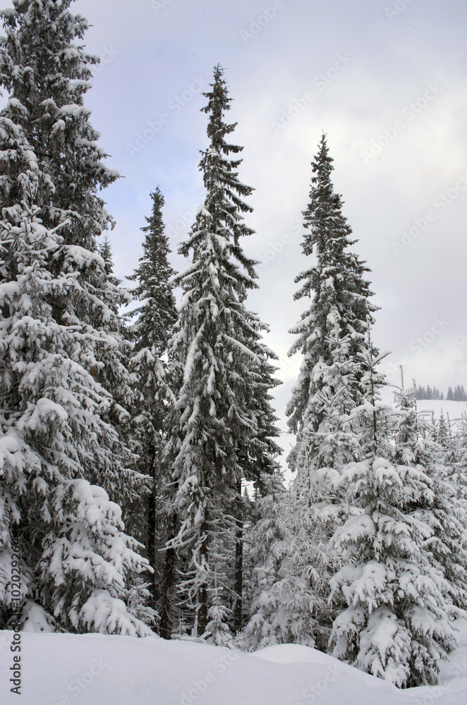 Frozen winter forest in the fog. Carpathian, Ukraine Frozen winter forest in the fog. Carpathian, Ukraine