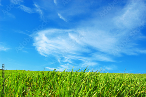 Fili di erba verde e nuvole nel cielo azzurro