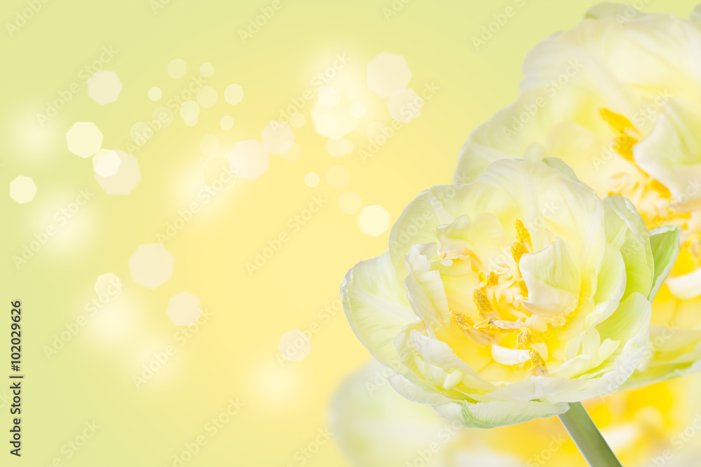 Fringed  yellow green tulip  on bright background