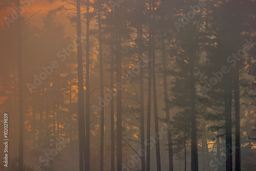The fire in the forest. Pine forest in the smoke.