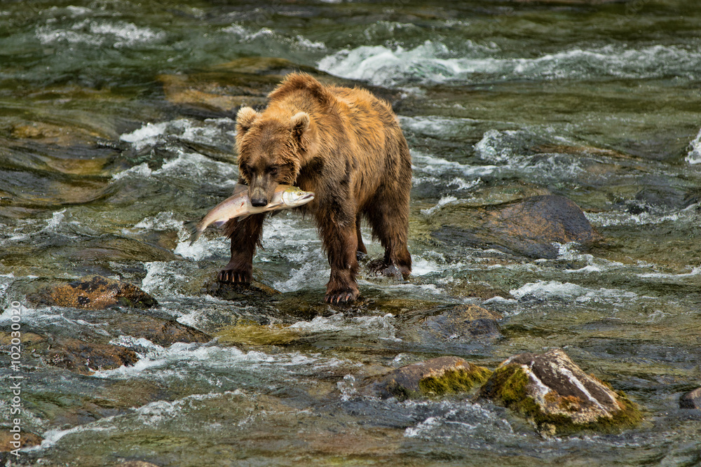 Grizzly Bear Katmai National Park Alaska Grizzly Bear Katmai National Park Alaska