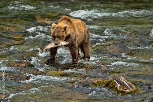 Grizzly Bear Katmai National Park Alaska