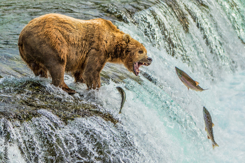 Фотография Grizzly Bear Catching Salmon Katmai National Park Alaska