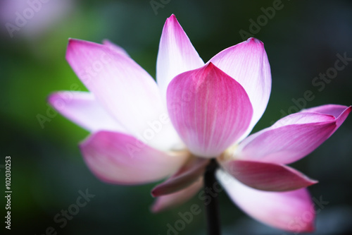 Blooming lotus flower © sakhorn38