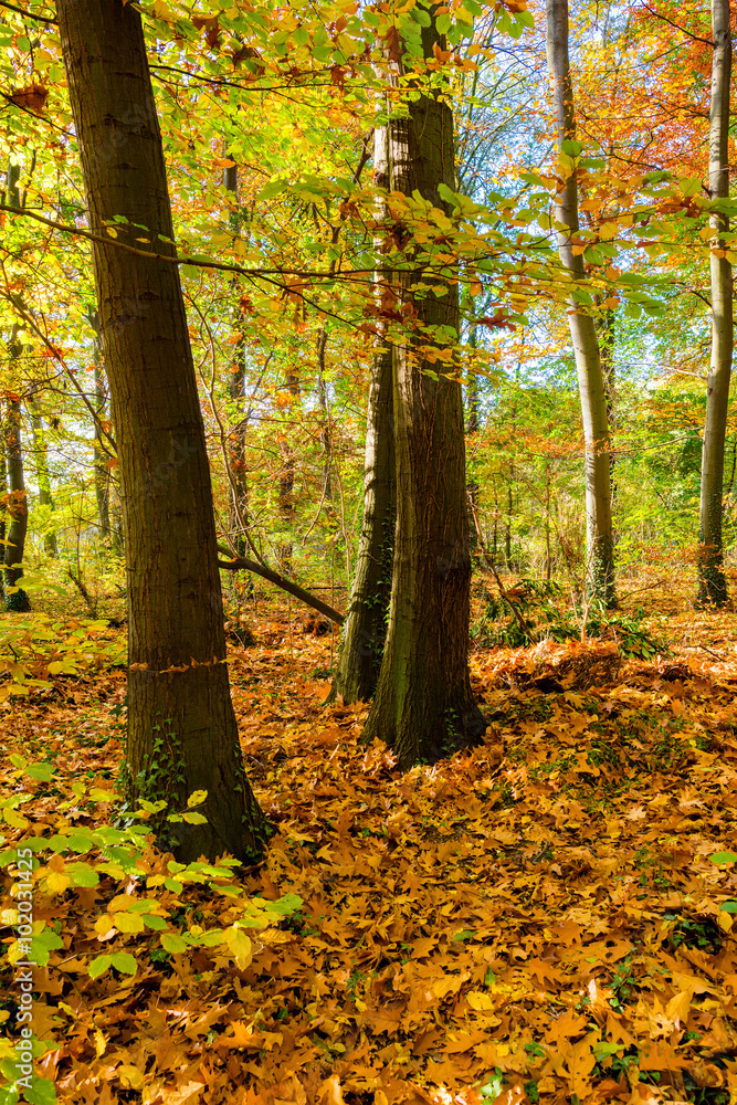Fototapeta premium Wald im Herbst