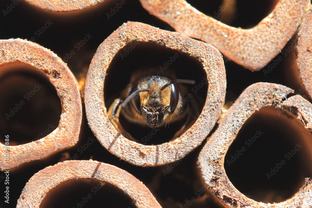 Close-up of bumblebee inside bee house made of tubes