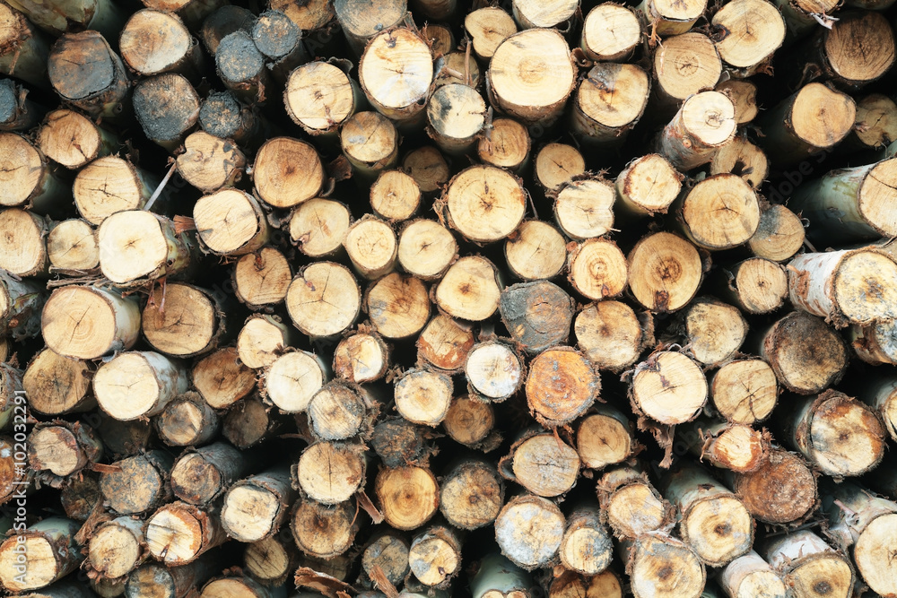 pine wood texture. pine wood texture.